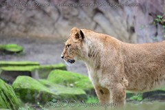 Afrikaanse leeuw - Panthera leo leo - African Lion