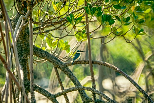 Australasian (Sacred) Kingfisher (Todiramphus s. sanctus) - male