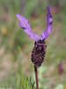Spanish Lavender (Lavandula pedunculata)