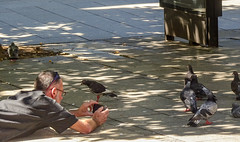 Serious Pigeon Photography