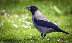 Hooded crow από hedera.baltica στο flickr