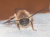 Abelha // Wild Bee (Eucera sp.)