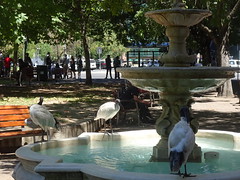 Ibis and Fountain