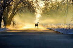 Morning Sunrise Deer