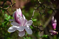 La magie des fleurs de magnolia
