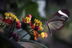 Glasswing Butterfly - Greta oto (in Explore)