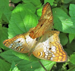 breeding white peacock butterflies macro