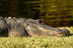 Alligator Mama 2 - Eye Wide Open