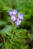 Small-flowered Milkvetch