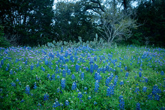 Bluebonnets Around Burnet, Texas