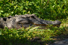 Alligator Head Close-Up 2 - Smiling