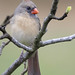 Cardinal in a fig tree -  Hampton Roads -  Virginia