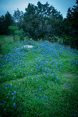 Bluebonnets Around Burnet, Texas