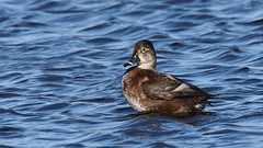 Female Ring-necked duck ~ Aythya collaris