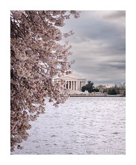 Jefferson Memorial/Tidal Bassin - Washington DC - Cherry Blossom 2024