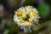Early spring: coltsfoot (1/3)