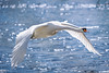 Fliegender Swan