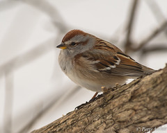 Bruant hudsonien, Spizella arborea, American Tree Sparrow-9419.jpg