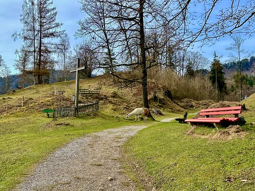 Llamas, trees, a cross and benches on Auerberg mountain near Oberaudorf in Bavaria, Germany