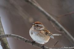 Bruant hudsonien, Spizella arborea, American Tree Sparrow-9440.jpg