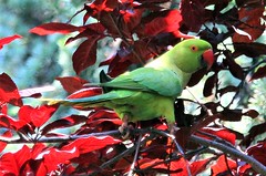 Parrot among red leaves