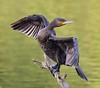 Phalacrocorax carbo (grand cormoran, aalscholver, great cormorant, Kormoran)
