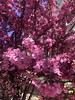 Pink blooms, cherry tree on 19th Street NW, Adams Morgan, Washington, D.C.