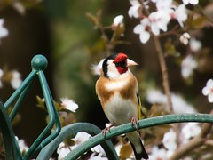 Stieglitz - Goldfinch (Carduelis carduelis)