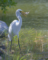 Fishing Great Egret