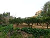 Kolymbetra gardens, Agrigento, Sicily
