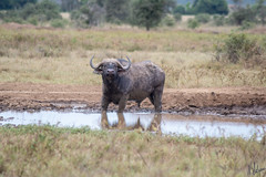 Angry african buffalo