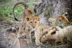 Lion Cub Stretching