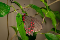 Pink-spotted cattleheart butterfly
