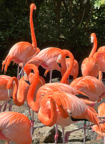Flamingoes, Bermuda zoo