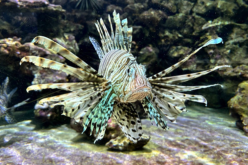 Lionfish, Bermuda aquarium