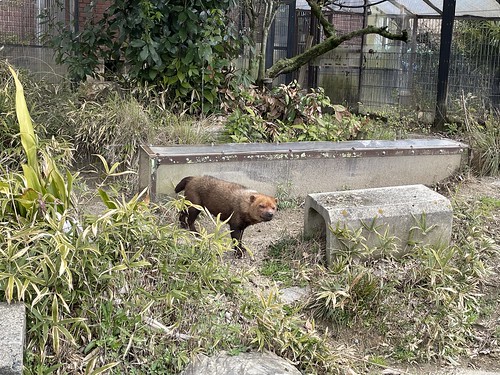 ついに目当てのヤブイヌに会えました！ #ヤブイヌ #京都市動物園
