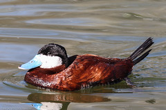 North American Ruddy Duck Oxyura jamaicensis