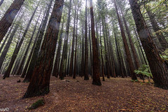 On a drizzly summer morning, lovely Redwoods at the Redwoods Forest or Redwood Memorial Grove, Rotorua, North Island, New Zealand. Rain drops on the lens have slightly blurred the image