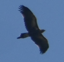 Wedge-tailed eagle, Goomboora Park, Cairns, QLD, 07/01/24