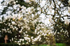 HBW 13/2024: magnolia tree