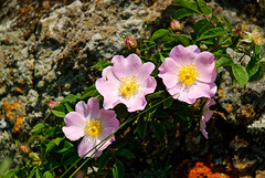 Wild Rose in bloom on the Karadag mountain