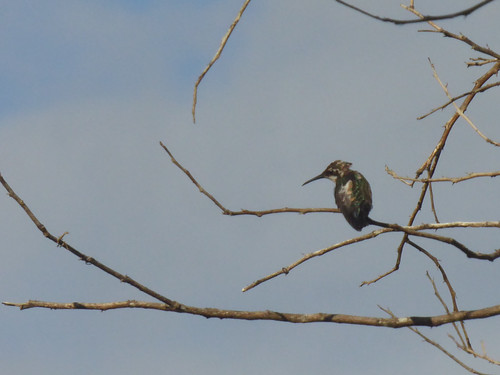Young hummingbird