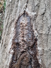 October 6, 2020 Drippy watery fungusy ant harvesty diarehhea tree needs an ID