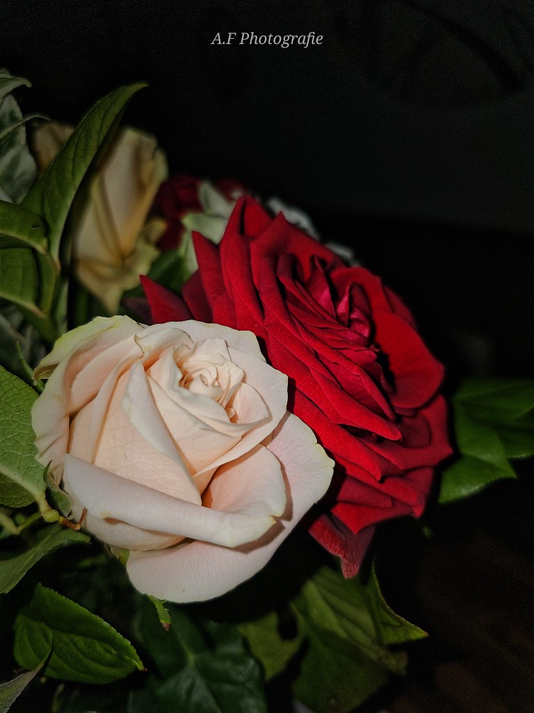 The Rose images