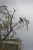 Free living green parakeet in Bonn City (Germany)