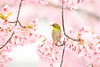 Small bird with sakura flowers