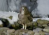Blakiston's Fish Owl - Ketupa (Bubo) blakistoni