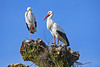Two storks on the tree