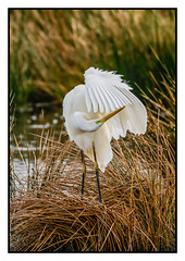 Great White Egret checking the flight gear - (Ardea alba) 2 clicks for zoom