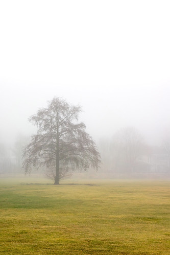 Lone tree in fog in Brastad